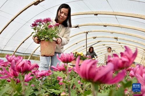 鲜花经济 富农家