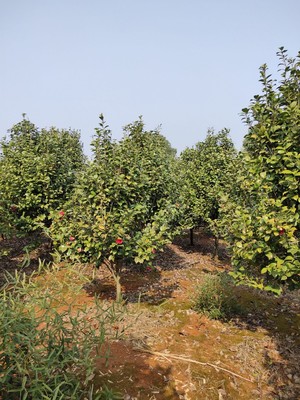 花叶观赏两相宜的茶花 江西九江庆华茶花基地