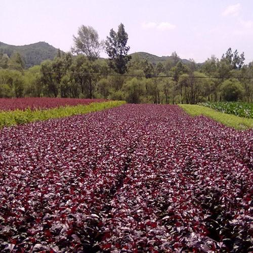 供应 青缘苗木中种植栽培红叶李树