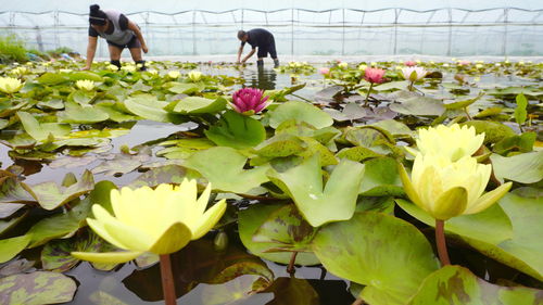 河北滦州 特色花卉种植促增收