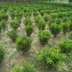 供应小叶黄杨的生长习性,辽宁.小叶黄杨树苗种植基地,丹东苗木种植基地