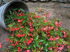 12张庭院花卉种植实拍 原来家里可以这么种花