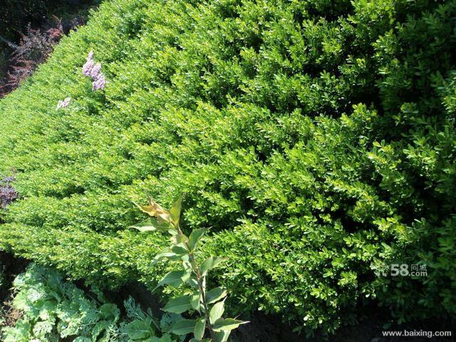大叶黄杨,绿化苗木的图片