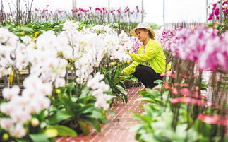 海口 花卉产业助农增收