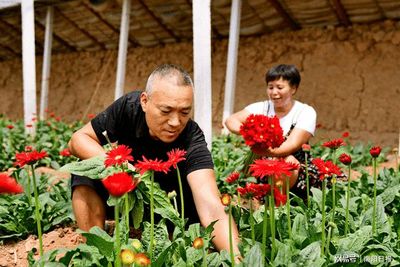 花木逢春产业兴--南阳市花卉苗木产业发展探析