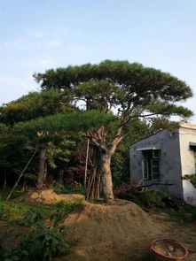 山东造型油松基地 香山宏福绿化苗木种植