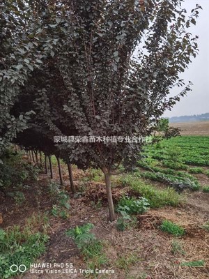 蒙城县荣鑫苗木种植专业合作社