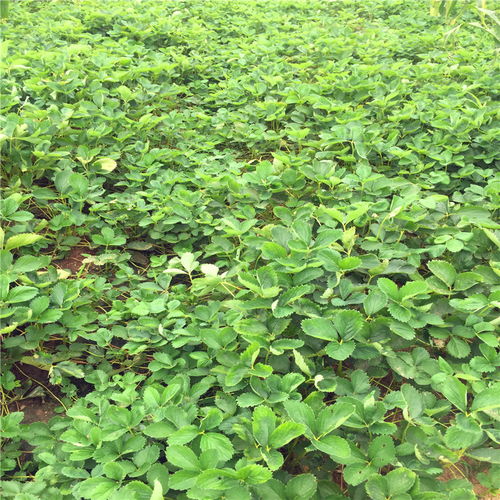 【哪里可以卖到石莓七号草莓苗、石莓七号草莓苗多少钱】- 