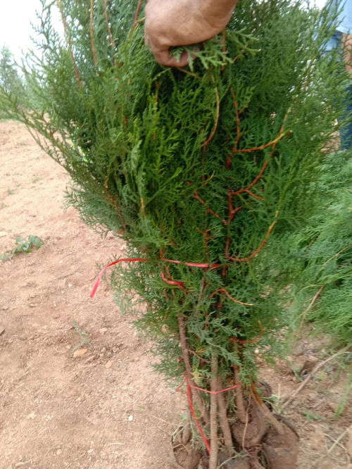 泰安侧柏苗种植