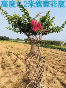 2020年农业林业创业好项目 花卉苗木种植 海棠植物编艺工艺分享