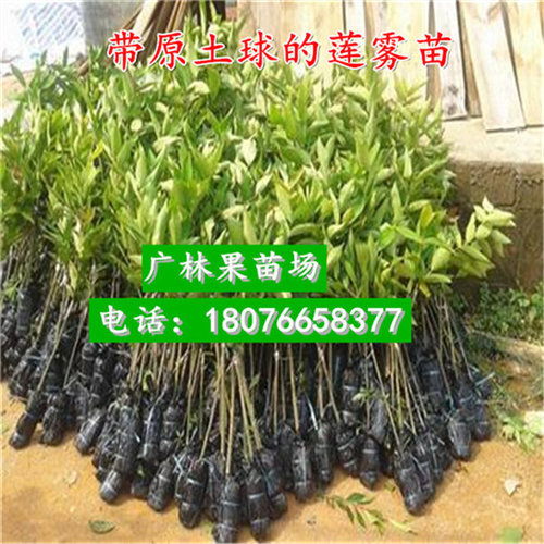 广西南宁番石榴树苗哪家值得信赖