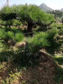 种植基地 大连50公分景观松大量出售