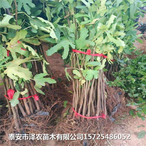 波姬红无花果苗价格 波姬红无花果苗多少钱一棵