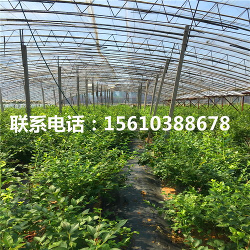 【圆蓝蓝莓苗种植基地】- 