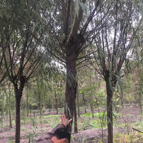 12公分樱花价格品质售后无忧 邳州市鑫润苗木种植专业合作社