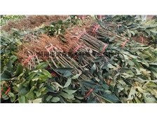简阳市洪森苗木种植专业合作社公司简介简阳市洪森苗木种植专业合作社