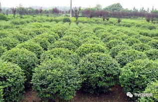 苗木反季节栽植,这些施工要点要门儿清