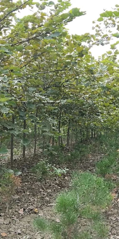 恭喜新乡市大象苗木种植专业合作社入驻苗木通 买杜仲就找大象
