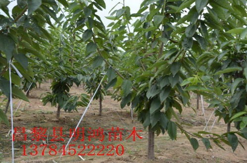 提供美早大樱桃树苗价格 河北省昌黎县明鸿苗木种植专业合作社 k9苹果树树苗
