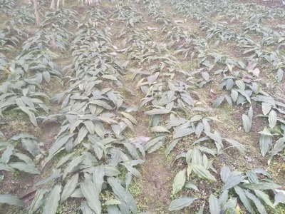 占地赔偿高苗木