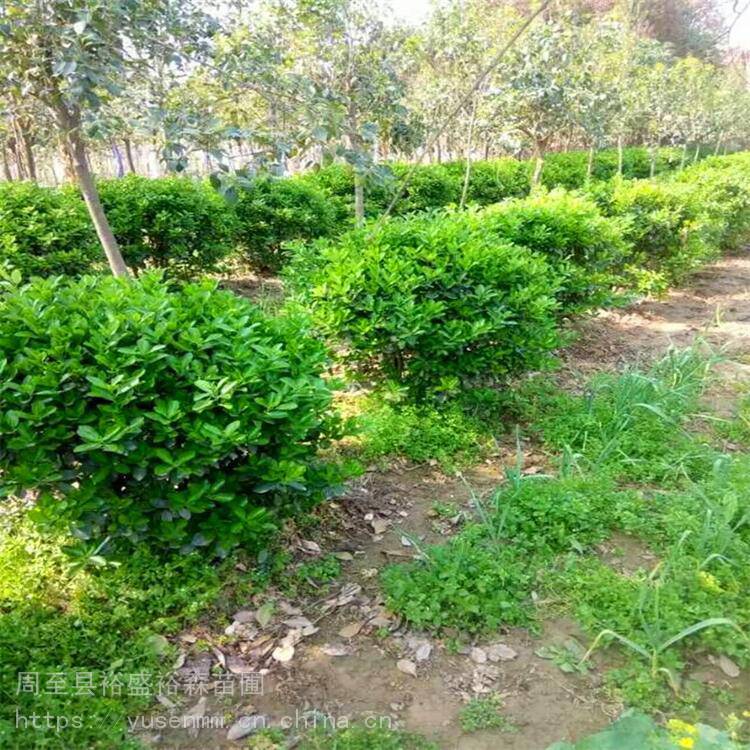 北方苗木基地 油松 紫玉兰 草籽绿化多色化