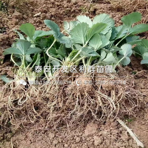 红颜草莓苗 红颜草莓苗价格