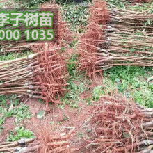 简阳怀沅苗木种植专业合作社