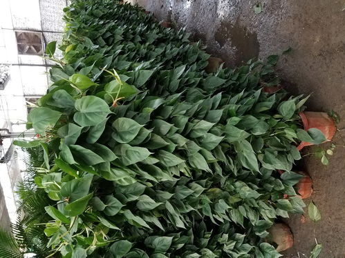 网上卖绿植花卉的网站