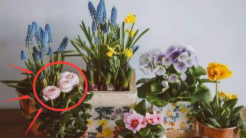 家中万万不要养这 3种植物 ,不仅破坏风水,还影响身体健康