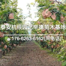 杭辰园艺场辛德苗木种植基地