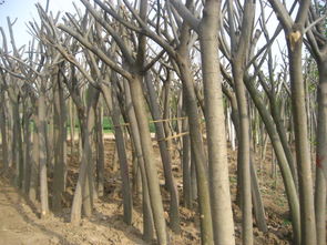 国槐,国槐苗木种植地,国槐商青岛冠华绿化公司2规格型号及价格 苗木培育 园林设计 园林工程,草籽草坪 喷泉雕塑