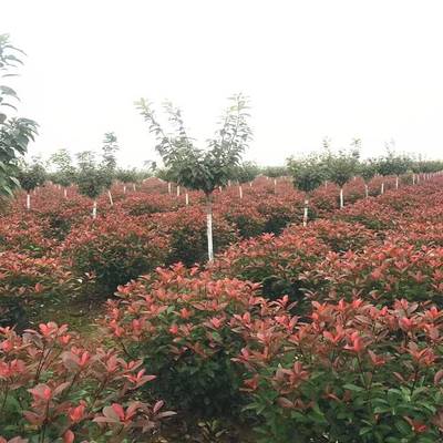 陕西汉中裕森苗木 红叶石楠 耐寒程度大于许多品种 陕西园林供应商