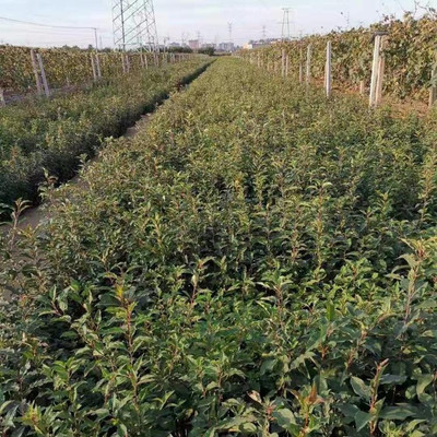桓仁财源苗木种植基地