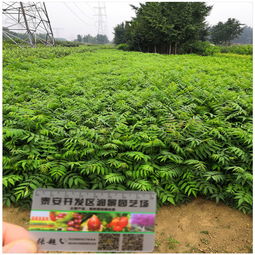spi种植体报价 厂家