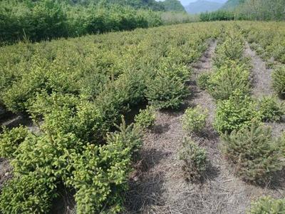 发展苗木种植业,特色产业成为农民致富摇钱树