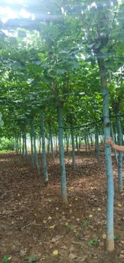 恭喜方城县绿怡苗木种植专业合作社入驻苗木通平台 专做精品苗木