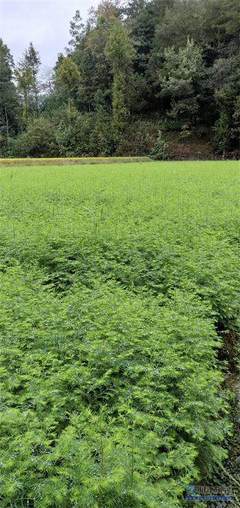 【天门苗木种类】利川市顺通苗木种植专业合作社 - 产品库