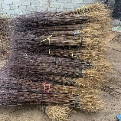 花椒苗产品信息新中苗木花椒苗南北种植