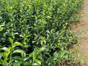 绿化苗木种植 菏泽绿化苗木 华茂花卉苗木