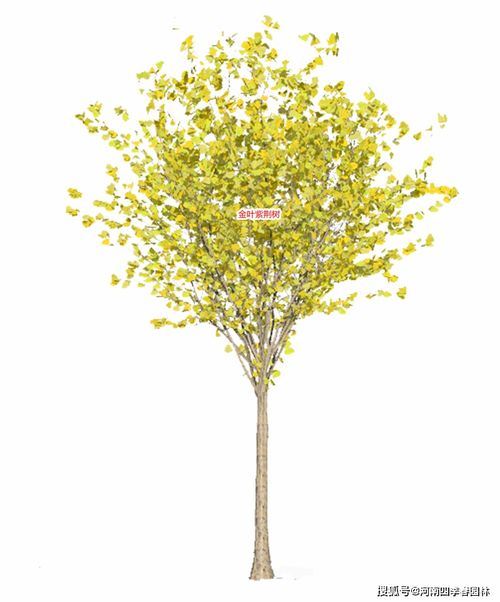 24种 四季春 系列紫荆树苗木产品,助力打造精美紫荆园