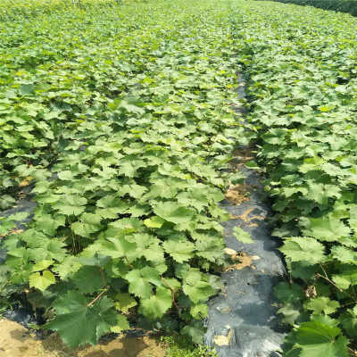 直销早夏无核葡萄 早夏无核葡萄种植资料