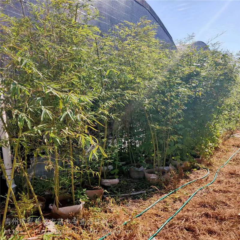 山东绿化苗木批发出售,绿化苗木栽植方法,绿化规划设计