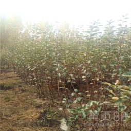【新品种寒富苹果树苗√寒富苹果树苗种植基地】-