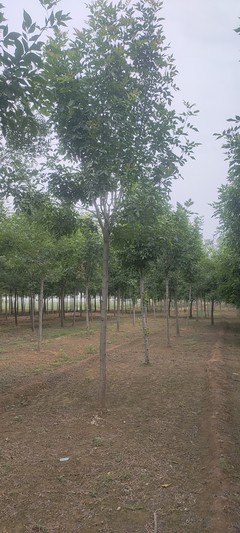 湖南出售 12公分金叶白蜡苗 栽种8公分白蜡绿化苗木