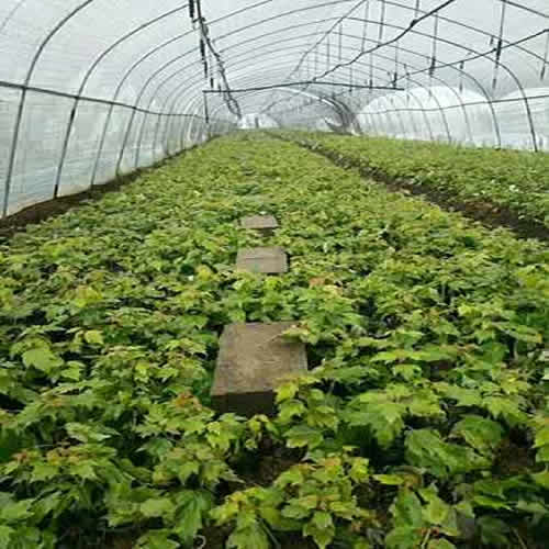 天津红枫价格 郯城县浩轩苗木种植 六公分红枫价格高清图片 高清大图