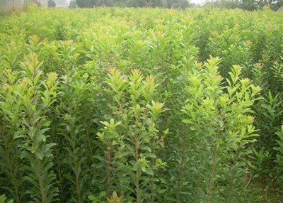 怀化苗木种植基地-怀化绿化苗木\怀化苗木种植基地