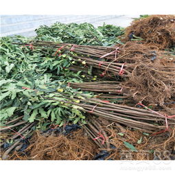【金傲芬无花果苗什么时候种】- 