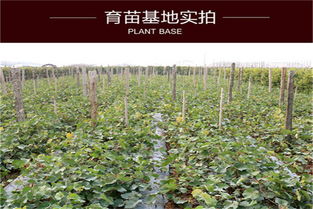 甜蜜蓝宝石葡萄树苗盆栽地栽果树苗南北方四季种植