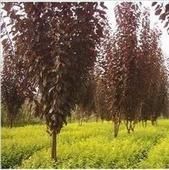 供应栽培红叶李价格,种植紫叶李基地,旺运苗木红叶李管理_安全防护_世界工厂网中国产品信息库
