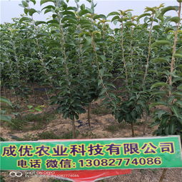 【秋月梨树苗,梨树苗种植技术】-